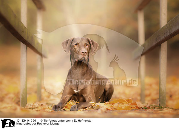 liegender Labrador-Retriever-Mischling / lying Labrador-Retriever-Mongel / DH-01556