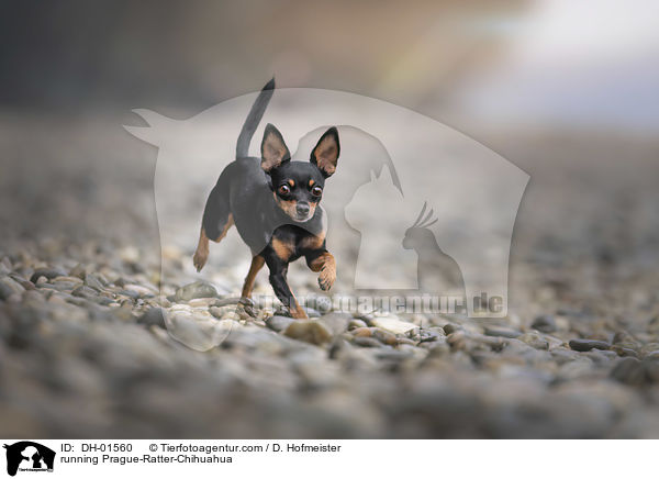 rennender Prager-Rattler-Chihuahua / running Prague-Ratter-Chihuahua / DH-01560