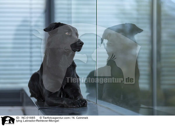 liegender Labrador-Retriever-Mischling / lying Labrador-Retriever-Mongel / NC-01885