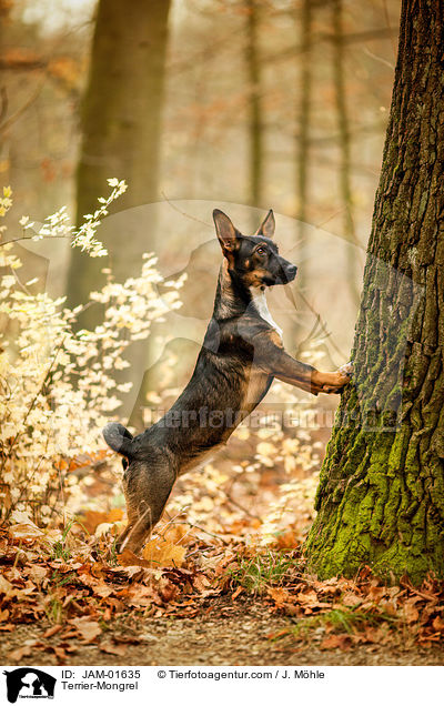Terrier-Mischling / Terrier-Mongrel / JAM-01635