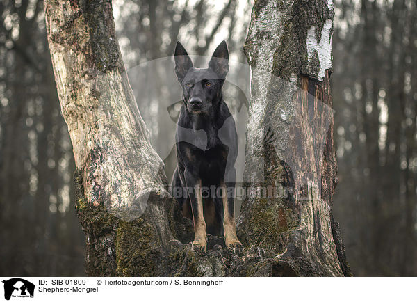 Schferhund-Mischling / Shepherd-Mongrel / SIB-01809
