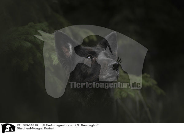 Schferhund-Mischling Portrait / Shepherd-Mongrel Portrait / SIB-01810