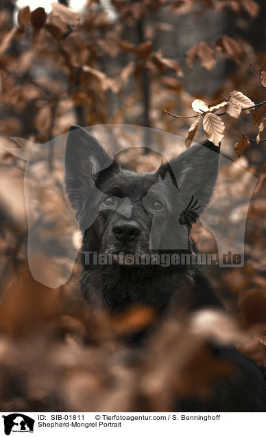 Schferhund-Mischling Portrait / Shepherd-Mongrel Portrait / SIB-01811