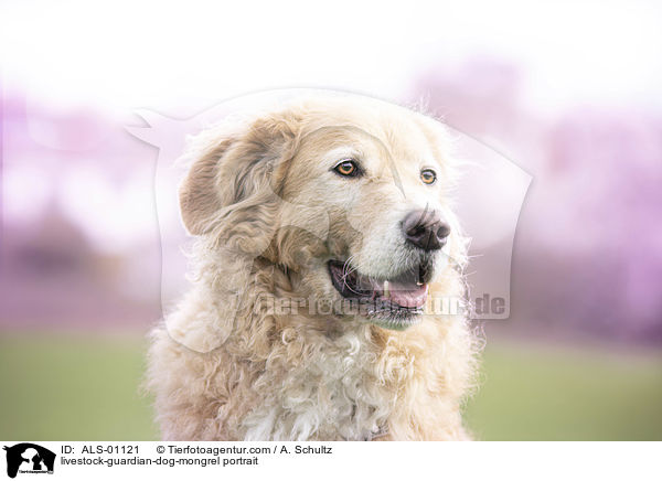 Herdenschutzhund-Mischling Portrait / livestock-guardian-dog-mongrel portrait / ALS-01121