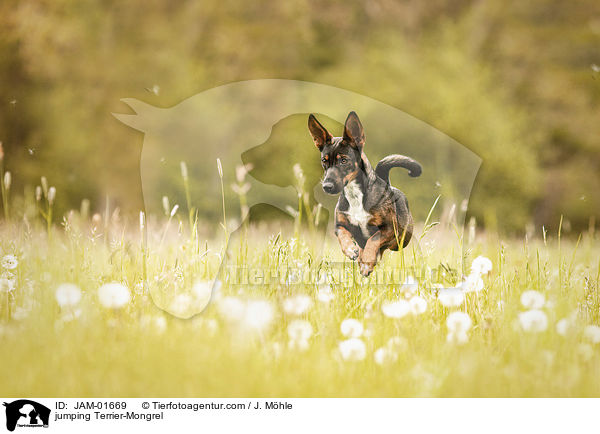 springender Terrier-Mischling / jumping Terrier-Mongrel / JAM-01669