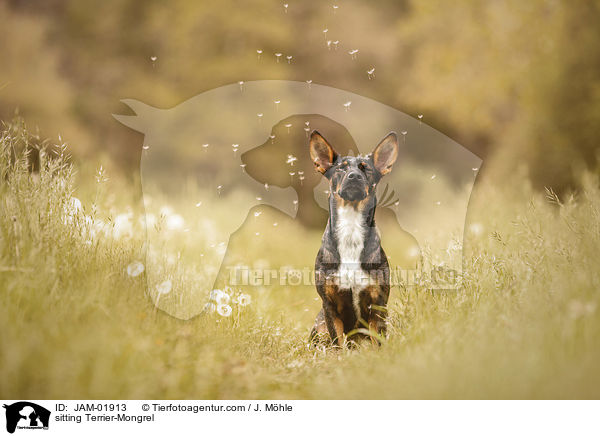 sitzender Terrier-Mischling / sitting Terrier-Mongrel / JAM-01913