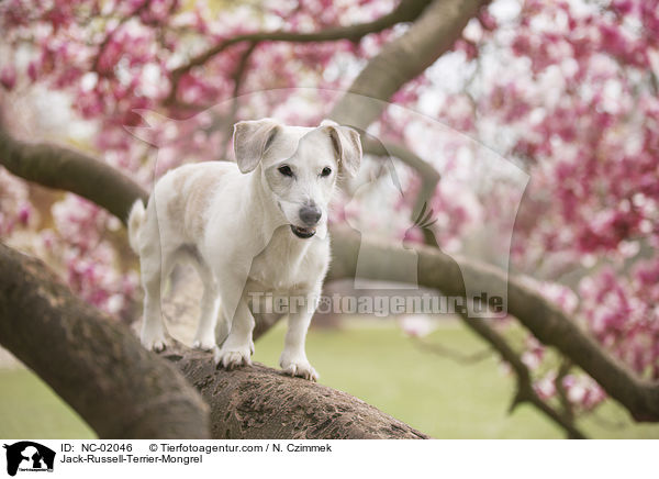 Jack-Russell-Terrier-Mischling / Jack-Russell-Terrier-Mongrel / NC-02046