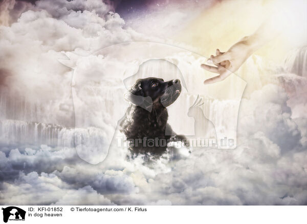 in dog heaven / KFI-01852