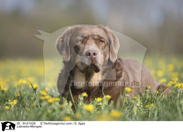Labrador-Mischling / Labrador-Mongrel / SI-01426
