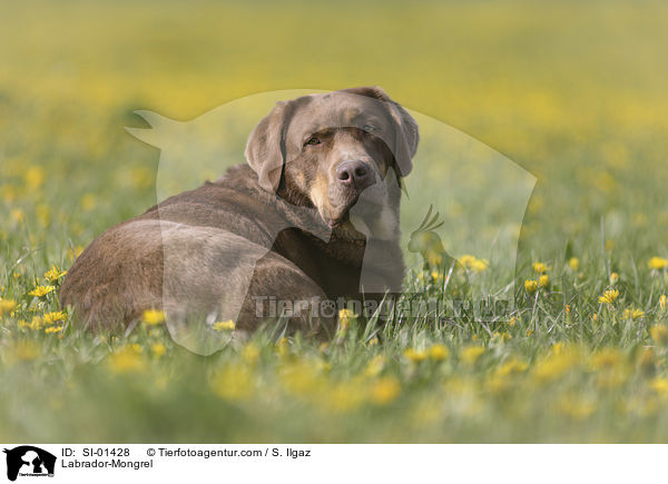 Labrador-Mischling / Labrador-Mongrel / SI-01428