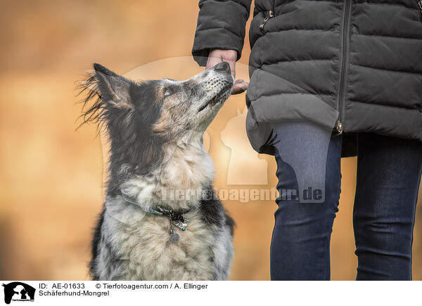Schferhund-Mischling / Schferhund-Mongrel / AE-01633