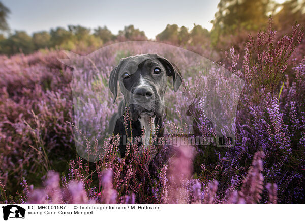 junger Cane-Corso-Mischling / young Cane-Corso-Mongrel / MHO-01587