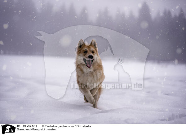 Samojede-Mischling im Winter / Samoyed-Mongrel in winter / DL-02161