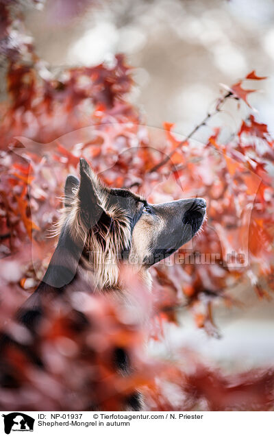 Schferhund-Mischling im Herbst / Shepherd-Mongrel in autumn / NP-01937