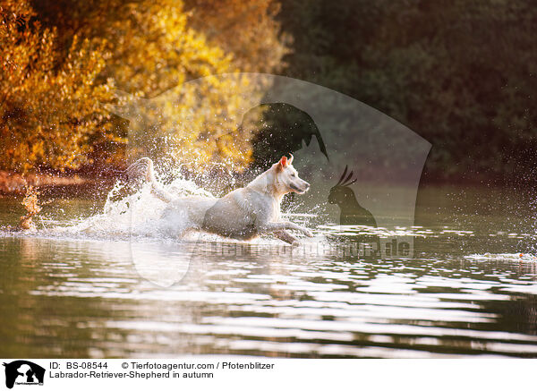 Labrador-Retriever-Schferhund im Herbst / Labrador-Retriever-Shepherd in autumn / BS-08544