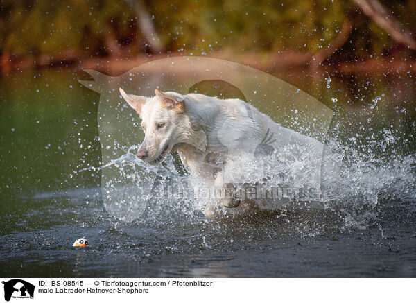 Labrador-Retriever-Schferhund Rde / male Labrador-Retriever-Shepherd / BS-08545