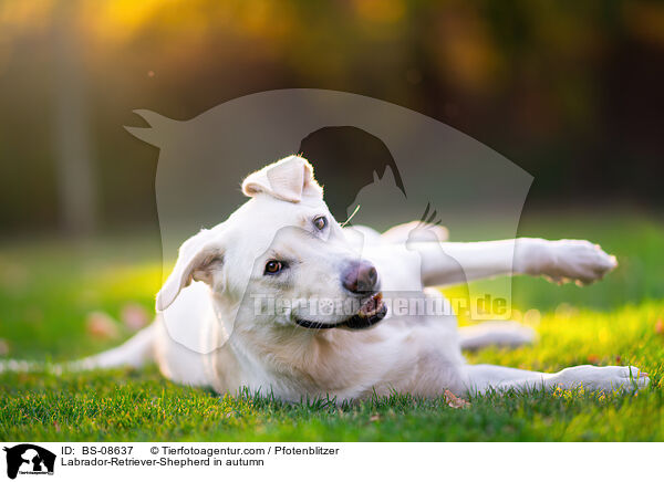 Labrador-Retriever-Schferhund im Herbst / Labrador-Retriever-Shepherd in autumn / BS-08637