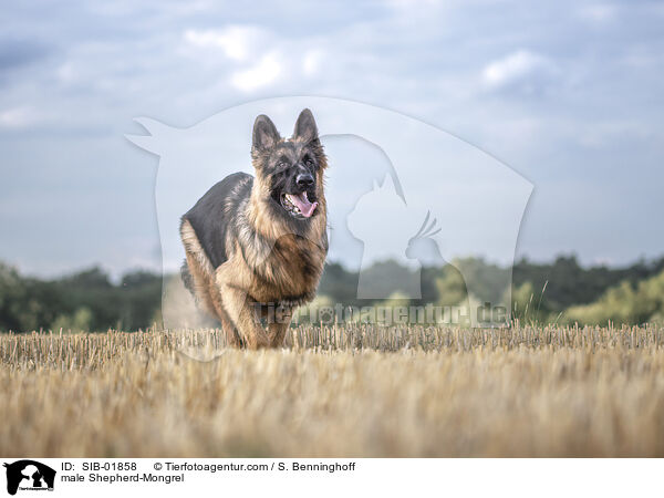 Schferhund-Mischling Rde / male Shepherd-Mongrel / SIB-01858