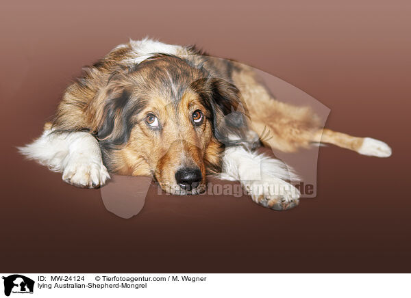 liegender Australian-Shepherd-Mix / lying Australian-Shepherd-Mongrel / MW-24124