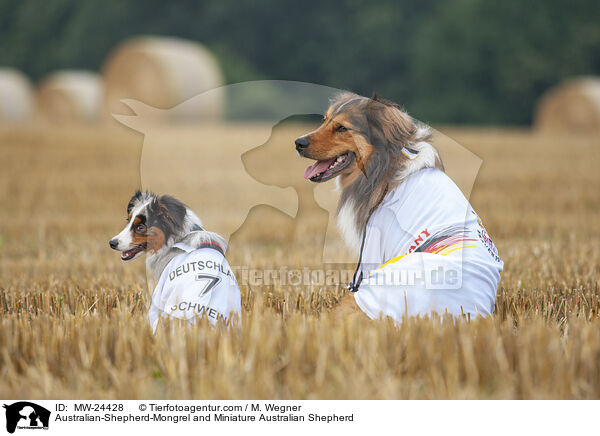 Australian-Shepherd-Mix und Miniature Australian Shepherd / Australian-Shepherd-Mongrel and Miniature Australian Shepherd / MW-24428