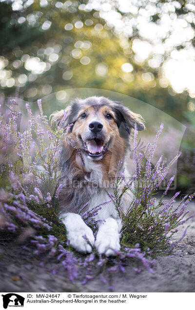 Australian-Shepherd-Mix in der Heide / Australian-Shepherd-Mongrel in the heather / MW-24647