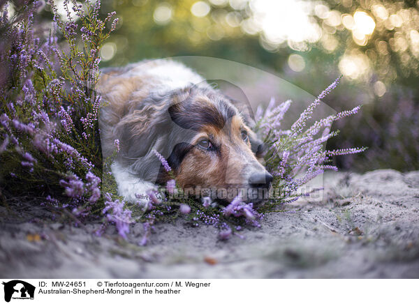 Australian-Shepherd-Mix in der Heide / Australian-Shepherd-Mongrel in the heather / MW-24651