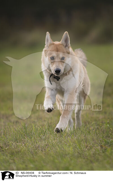 Husky-Schferhund im Sommer / Shepherd-Husky in summer / NS-06408