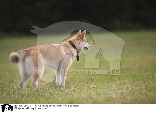 Husky-Schferhund im Sommer / Shepherd-Husky in summer / NS-06412
