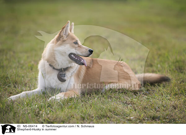 Husky-Schferhund im Sommer / Shepherd-Husky in summer / NS-06414