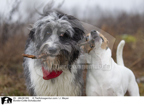 Border-Collie-Schafpudel / Border-Collie-Schafpudel / JM-08189