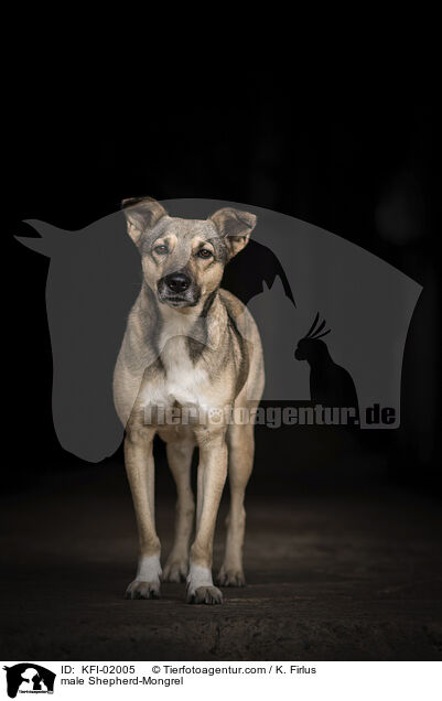 Schferhund-Mischling Rde / male Shepherd-Mongrel / KFI-02005