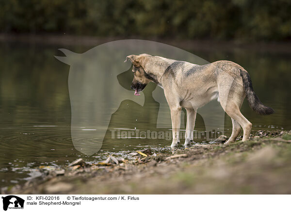 Schferhund-Mischling Rde / male Shepherd-Mongrel / KFI-02016