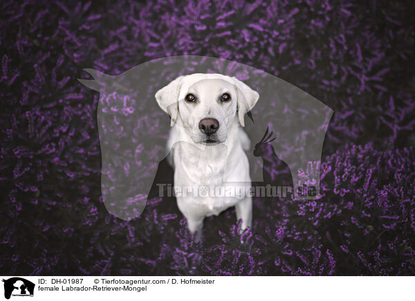 Labrador-Retriever-Mischling Hndin / female Labrador-Retriever-Mongel / DH-01987