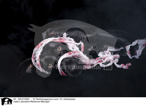 male Labrador-Retriever-Mongel / DH-01993