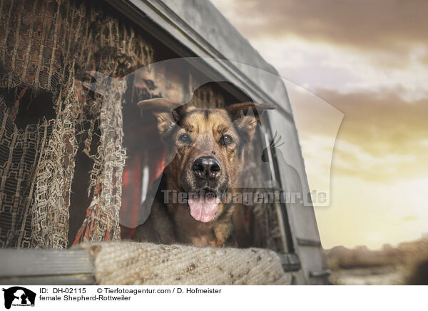Schferhund-Rottweiler Hndin / female Shepherd-Rottweiler / DH-02115