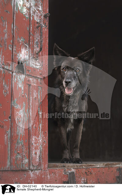 Schferhund-Mischling Hndin / female Shepherd-Mongrel / DH-02140