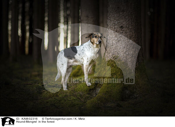 Bracke-Mischling im Wald / Hound-Mongrel  in the forest / KAM-02316