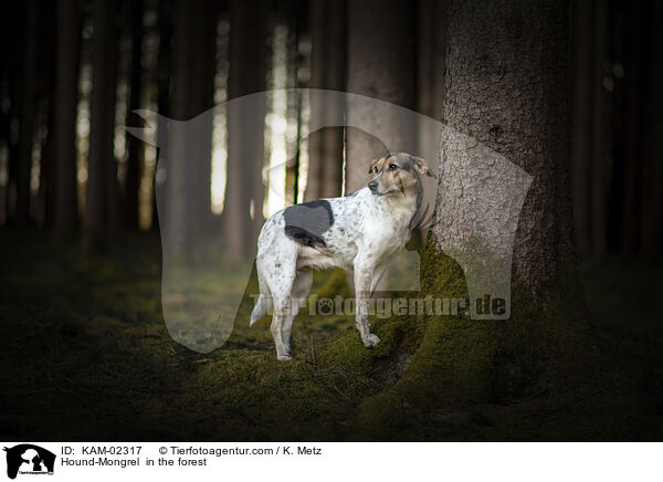 Bracke-Mischling im Wald / Hound-Mongrel  in the forest / KAM-02317