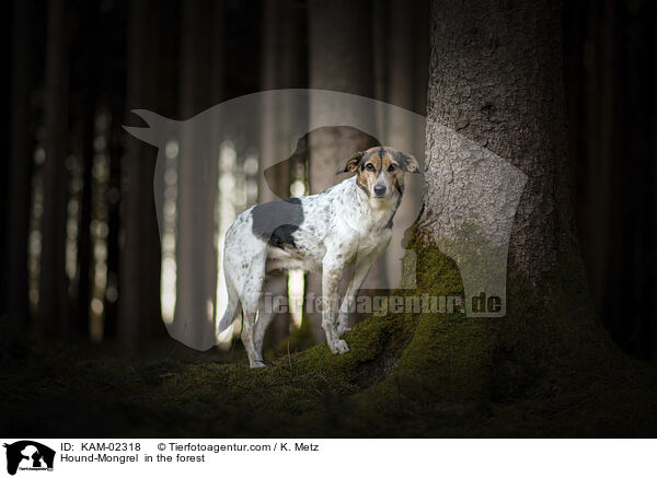 Bracke-Mischling im Wald / Hound-Mongrel  in the forest / KAM-02318