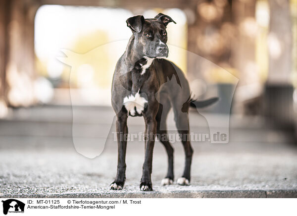 American-Staffordshire-Terrier-Mix / American-Staffordshire-Terrier-Mongrel / MT-01125