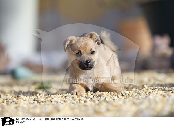 Welpe / Puppy / JM-09213