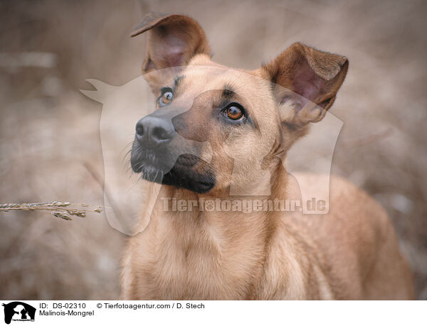 Malinois-Mischling / Malinois-Mongrel / DS-02310