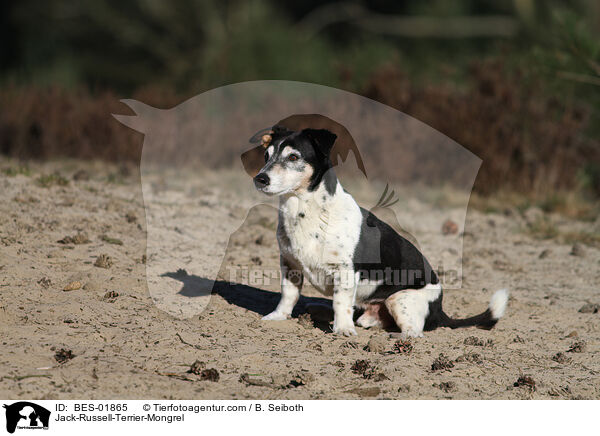 Jack-Russell-Terrier-Mischling / Jack-Russell-Terrier-Mongrel / BES-01865