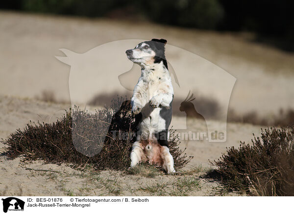 Jack-Russell-Terrier-Mischling / Jack-Russell-Terrier-Mongrel / BES-01876