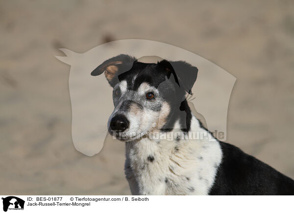 Jack-Russell-Terrier-Mischling / Jack-Russell-Terrier-Mongrel / BES-01877