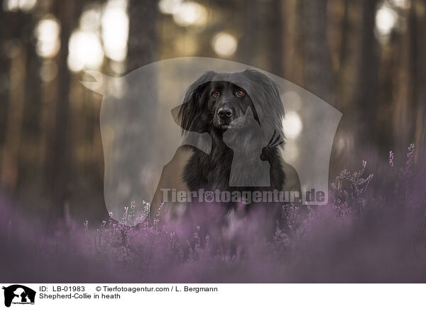 Schferhund-Collie in der Heide / Shepherd-Collie in heath / LB-01983