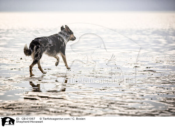 Schferhund-Hovawart / Shepherd-Hovawart / CB-01067