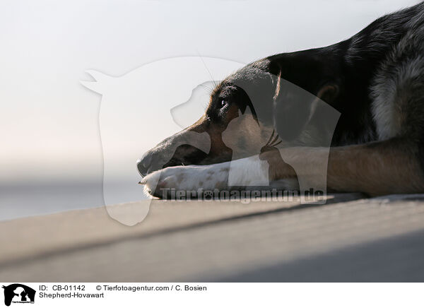 Schferhund-Hovawart / Shepherd-Hovawart / CB-01142