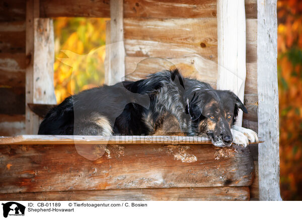 Schferhund-Hovawart / Shepherd-Hovawart / CB-01189