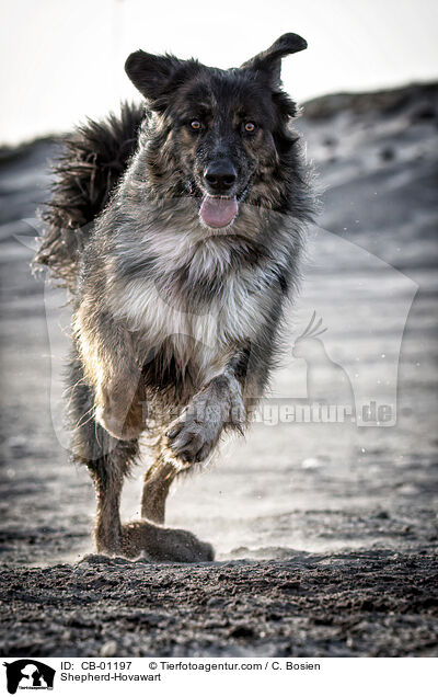 Schferhund-Hovawart / Shepherd-Hovawart / CB-01197
